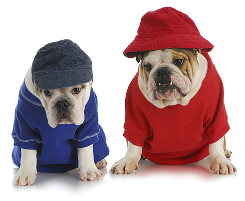 Köpek Kıyafetleri